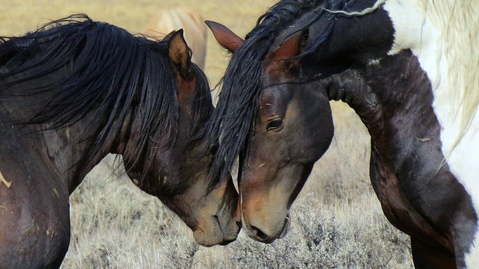 L’amicizia tra animali: muoiono a pochi giorni di distanza