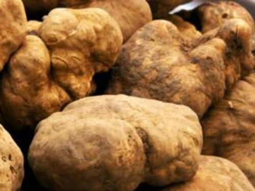 In Albania si combatte la guerra del tartufo