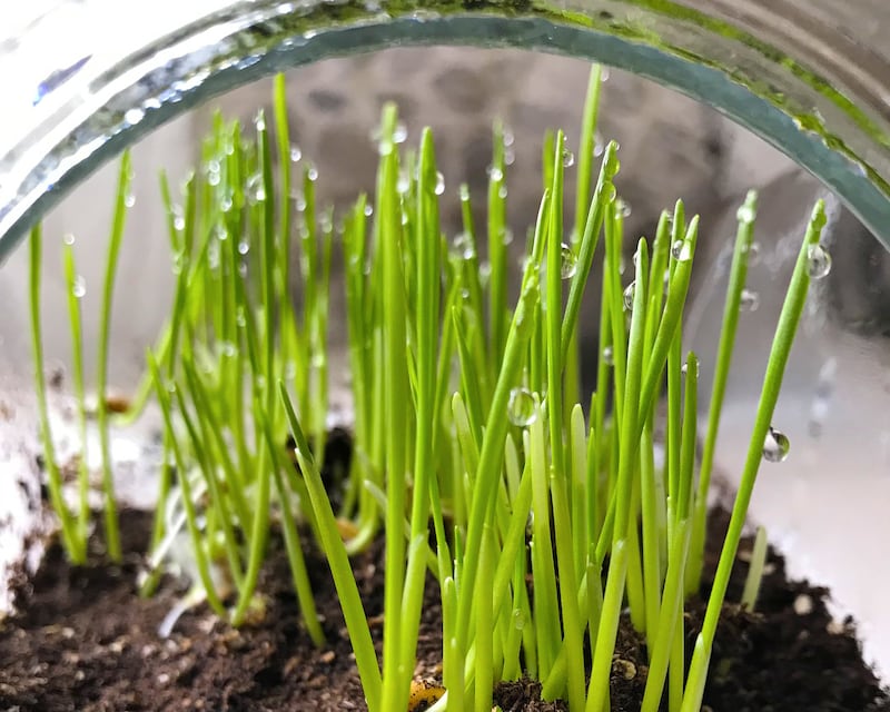 Wheatgrass