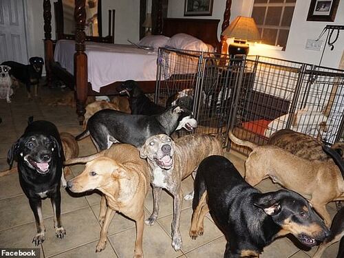 Accoglie in casa 97 cani per metterli al riparo dall'urgano Dorian