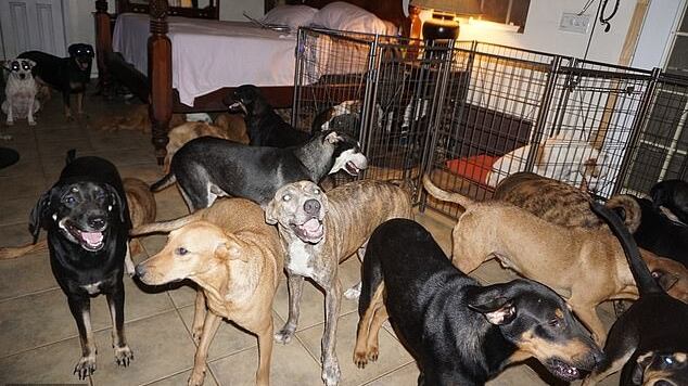 Accoglie in casa 97 cani per metterli al riparo dall'urgano Dorian