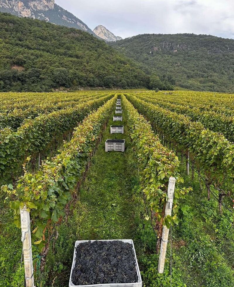 Hofstaetter, la vendemmia