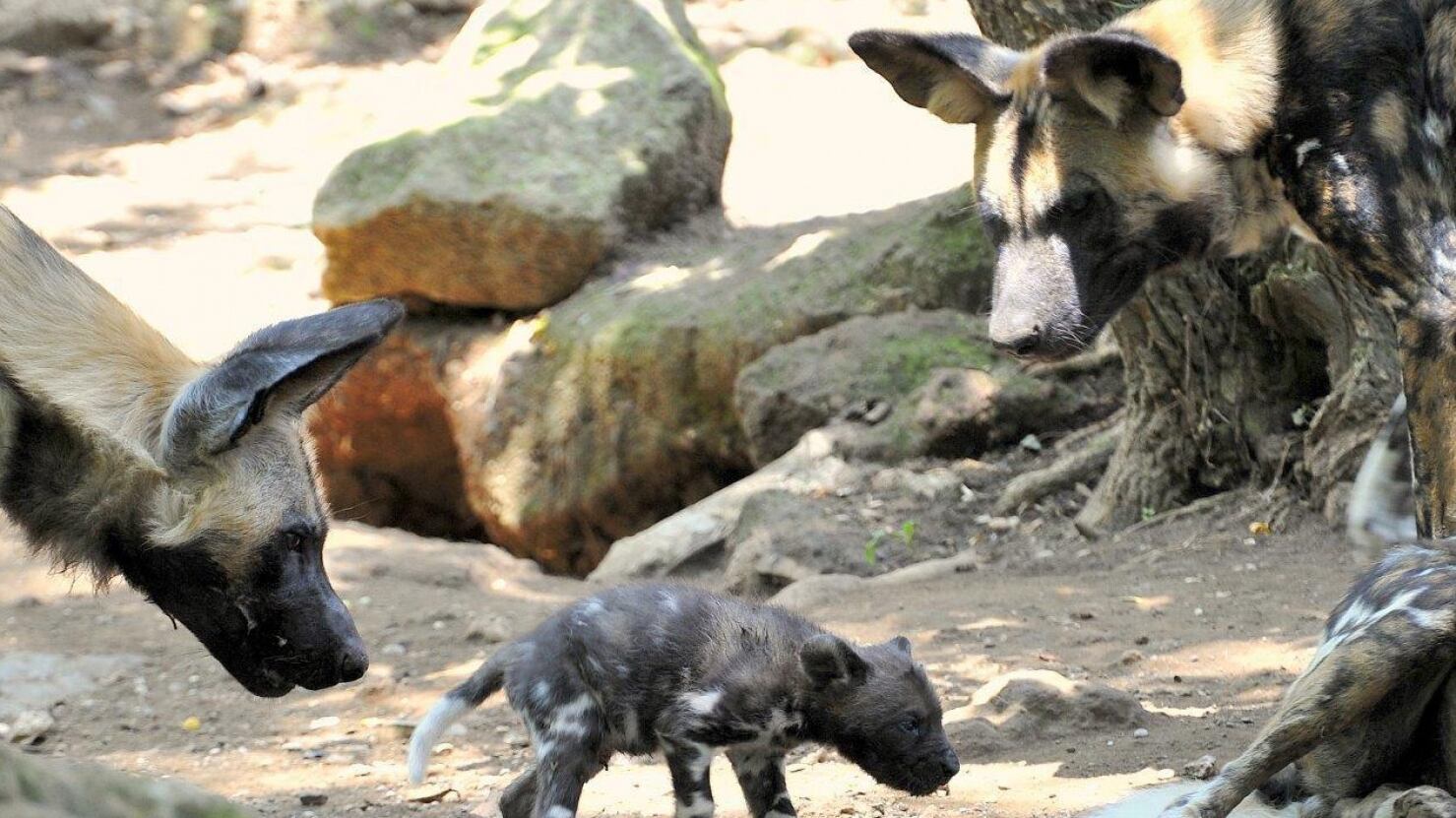 Bioparco a rischio chiusura ma il Campidoglio rassicura:"arrivano i fondi"