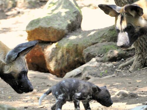 Bioparco a rischio chiusura ma il Campidoglio rassicura:"arrivano i fondi"