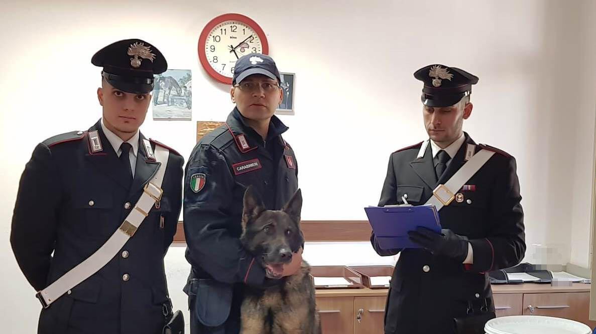 Il cane che scova la marijuana, con il suo fiuto i carabinieri beccano un pusher