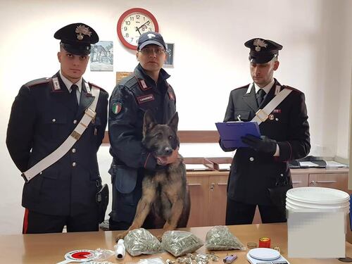 Il cane che scova la marijuana, con il suo fiuto i carabinieri beccano un pusher