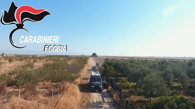 Manfredonia, coltivava marijuana: rumeno arrestato 3