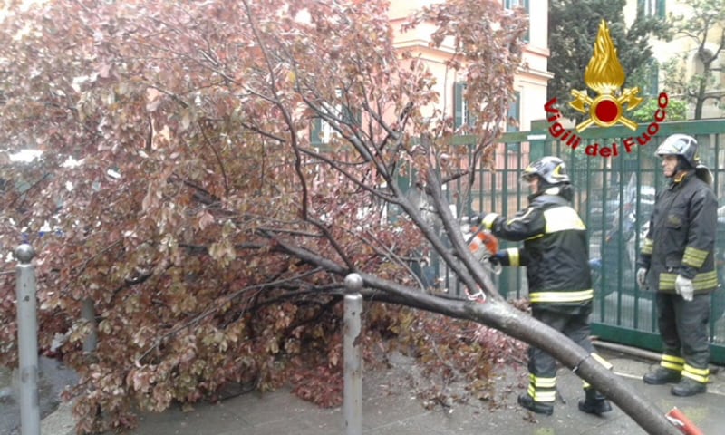 albero caduto a Roma