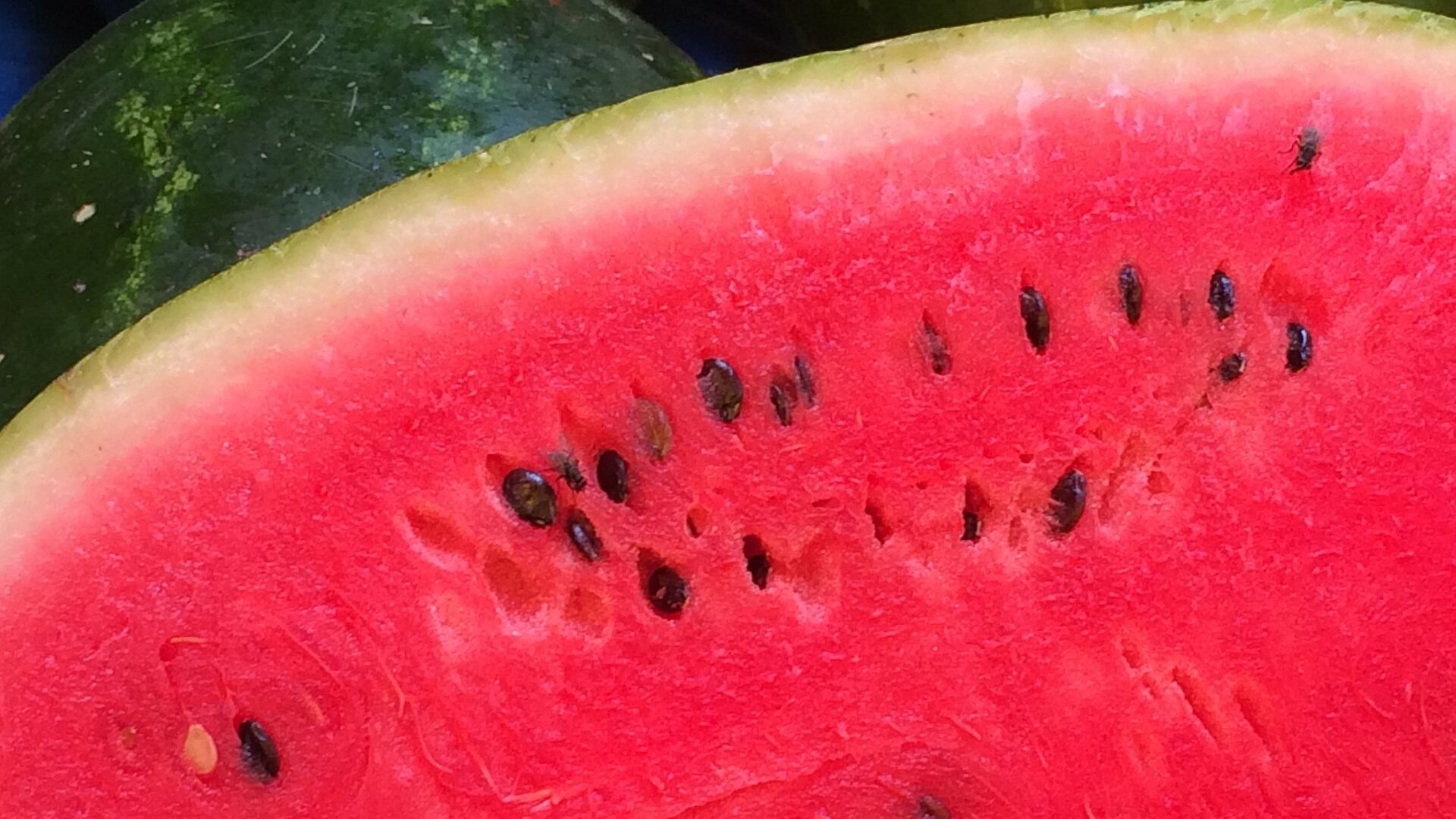 Siccità, addio angurie per ferragosto