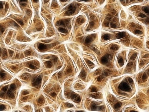 Morbo di Alzheimer: approvato in Cina farmaco a base di alga bruna