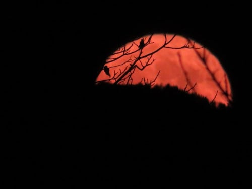 Stasera la "Superluna di fragola": ecco perché si chiama così