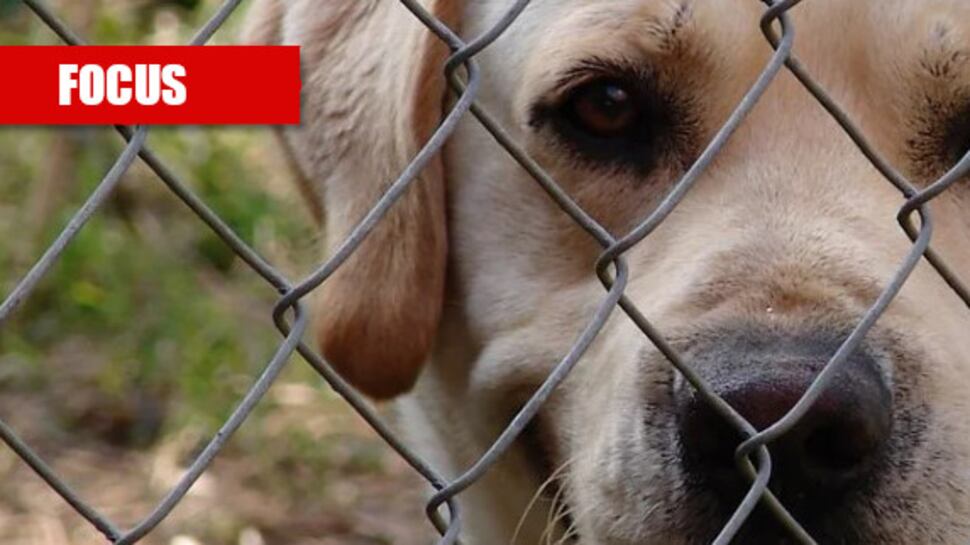 Coronavirus, è caos su acquisti e adozioni di cani