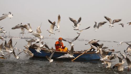 India, la migrazione dei gabbiani 1