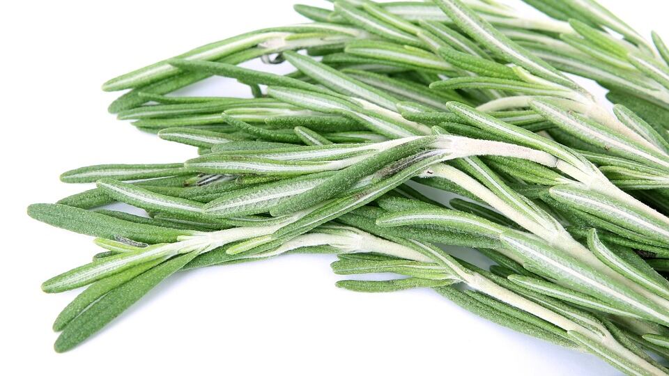 Ora gli inglesi boicottano il rosmarino italiano: "A rischio Xylella"