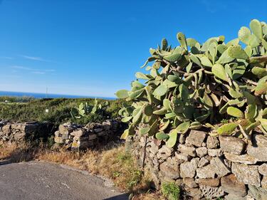 Mare, vigneti e tradizioni: il tesoro di Pantelleria 11