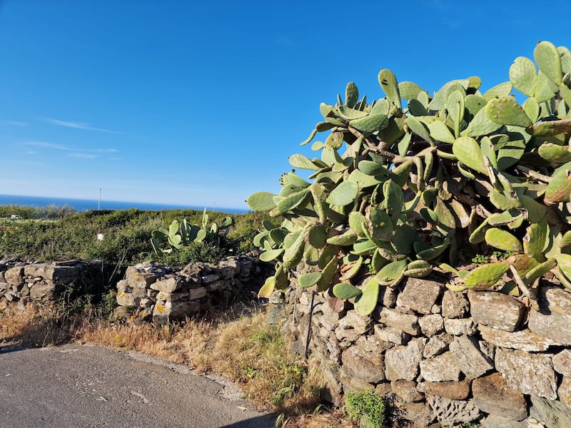 Mare, vigneti e tradizioni: il tesoro di Pantelleria 11