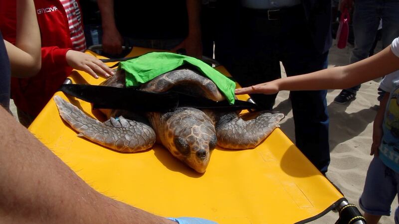 Liberata in mare la tartaruga Caretta caretta Federica. Era ferita e piena di plastica 6