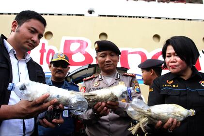 Così esportano i pappagalli dall'Indonesia 8