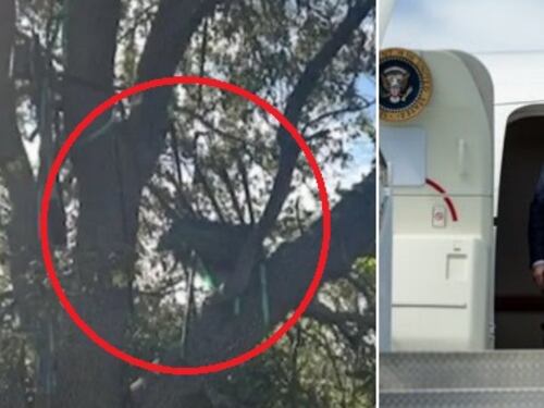 Caccia sugli alberi a Palm Beach, indaga l'Fbi. "Rischio di un nuovo agguato contro Trump"