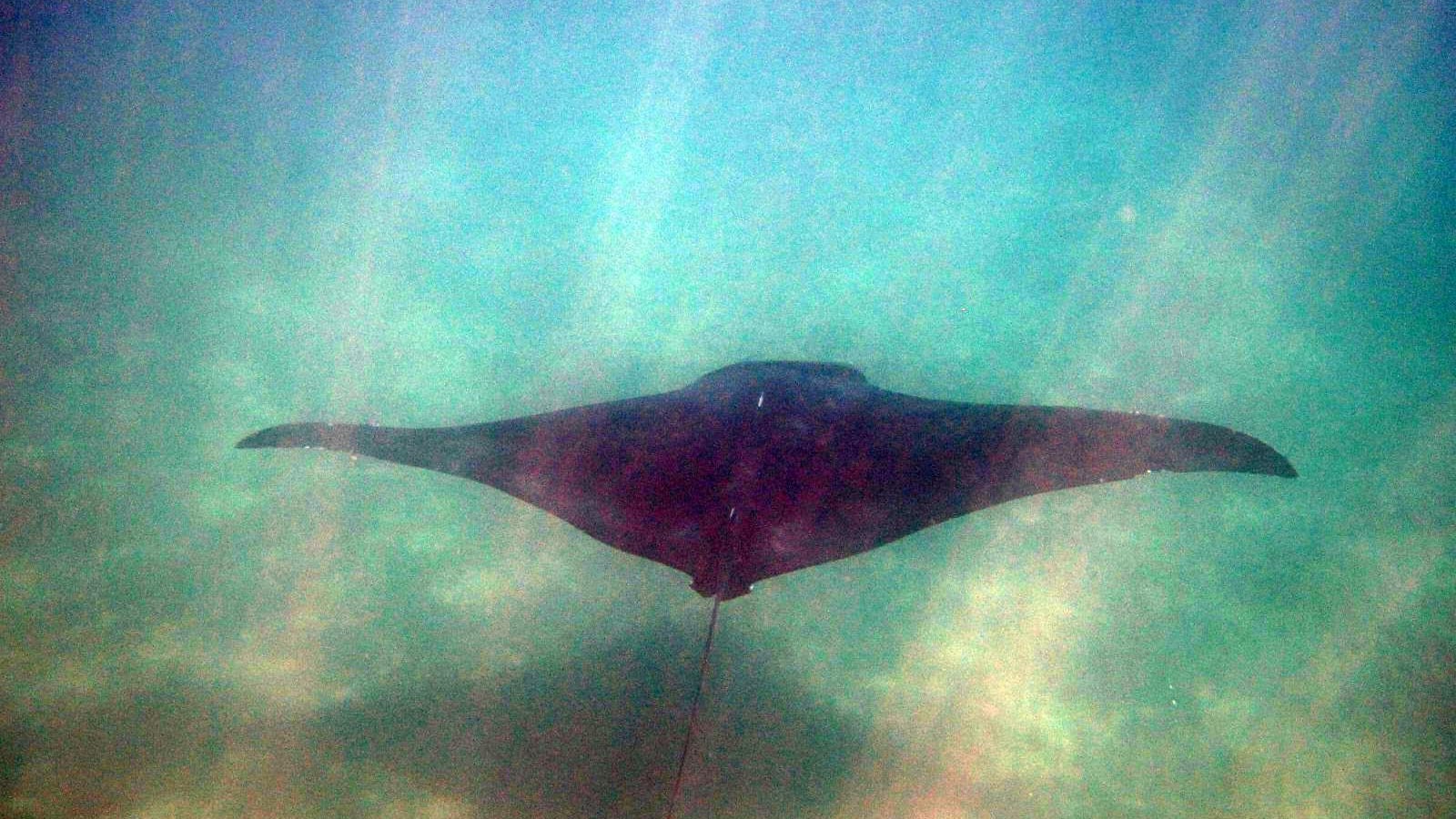 Mar Ligure, liberata una manta da ami e lenze