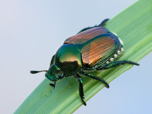 Lo scarabeo del Giappone che semina il panico a Sud di Milano