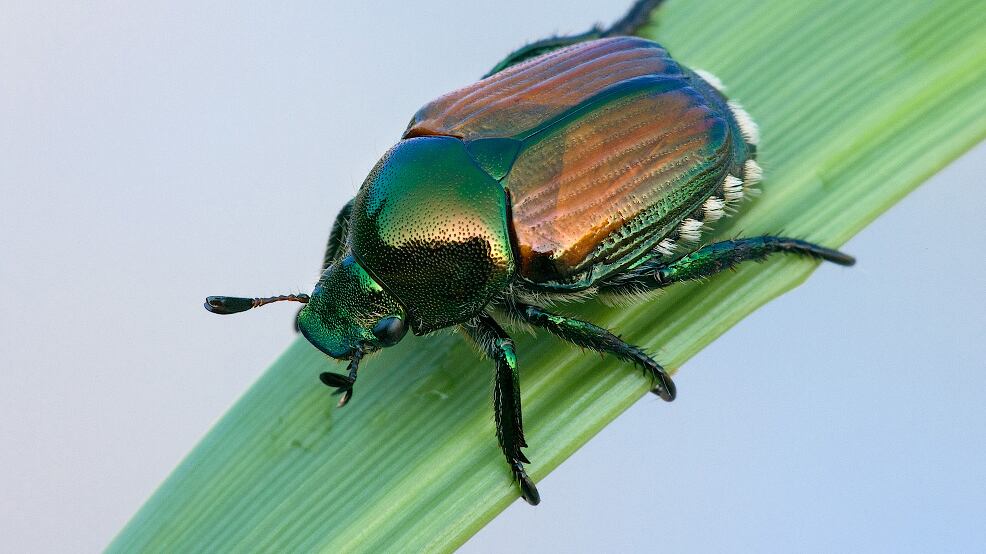 Lo scarabeo del Giappone che semina il panico a Sud di Milano