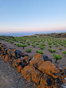Mare, vigneti e tradizioni: il tesoro di Pantelleria 18