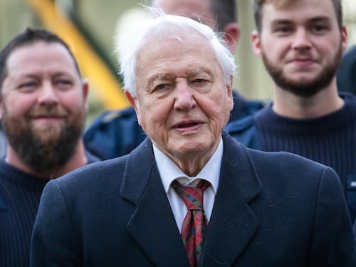 Mentre Attenborough oggi compie cent’anni noi crediamo alle tigri finte con l'AI