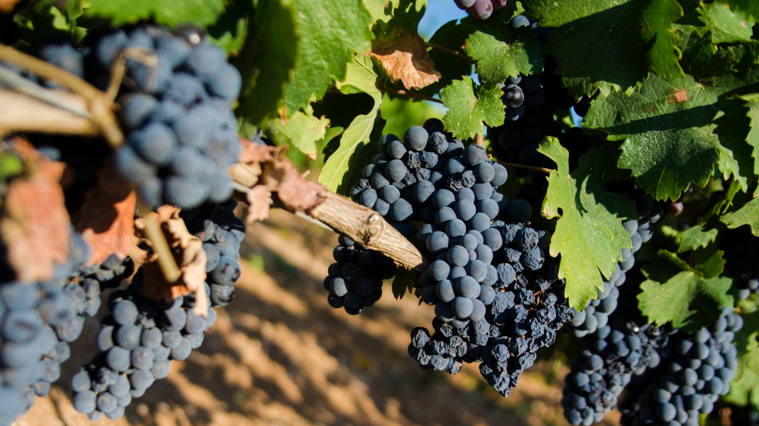 La guerra del Primitivo tra Puglia e Sicilia: "Non potete coltivarlo"