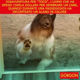 La satira del giorno. Disavventura per Toco 1