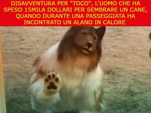 La satira del giorno. Disavventura per Toco