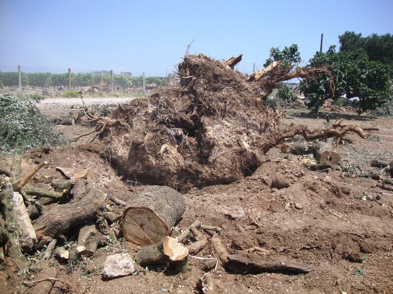 Ulivi abbattuti, il blitz a Oria 4