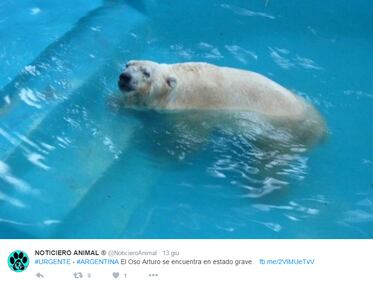 Morto Arturo, l'orso più triste del mondo 2