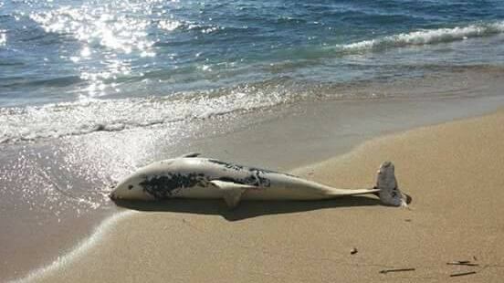 A Taranto trovate sulla spiaggia carcasse di delfini e tartarughe