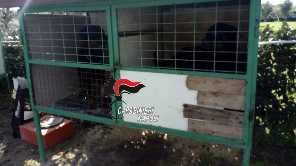 Canile lager scoperto dai carabinieri a Sant'Anastasia: cani rinchiusi in gabbie