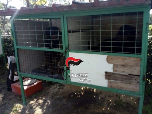 Canile lager scoperto dai carabinieri a Sant'Anastasia: cani rinchiusi in gabbie