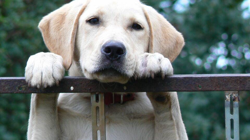 Taiwan mette al bando il consumo della carne di cani e gatti