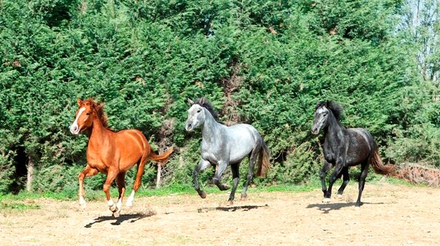 Quei cavalli maltrattati salvati da una fotografia