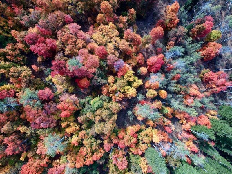 Autunno nei boschi