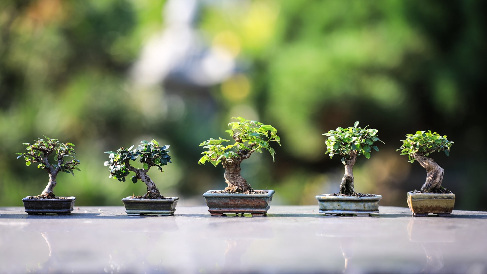 Bonsai: perché coltivarlo a 60 anni