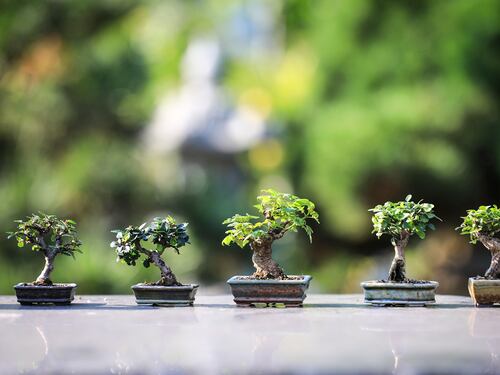Bonsai: perché coltivarlo a 60 anni