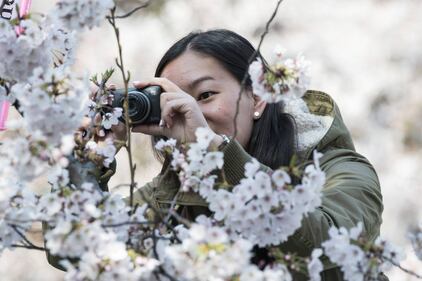 Lo spettacolo dei ciliegi in fiore a Tokyo 7
