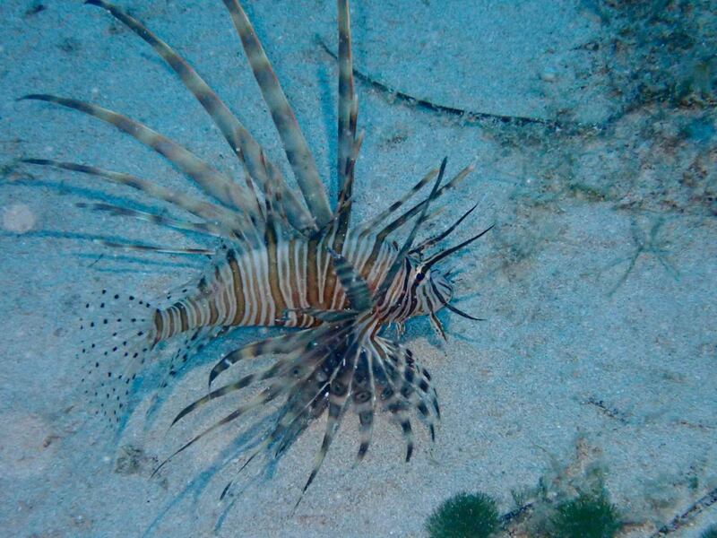 Pesce scorpione