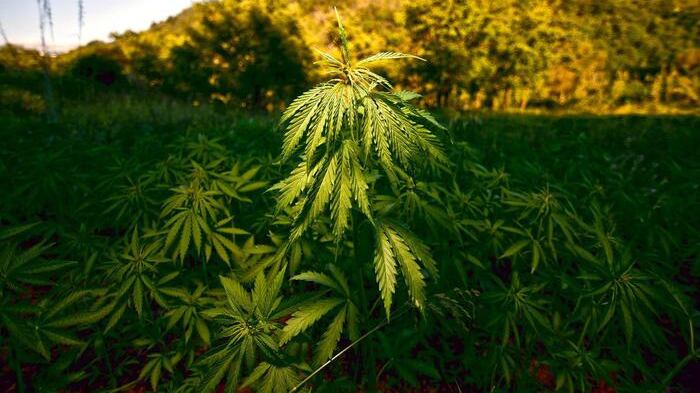 Messico, il Paese dei narcos apre alla cannabis "ricreativa"