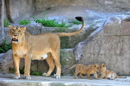 Bioparco di Roma sono nati due leoncini asiatici 3