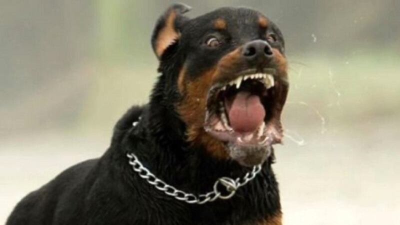 Bimba azzannata dai rottweiler: denunciata mamma dell'amica