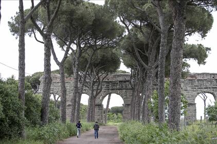 Le meraviglie di Roma: i pini marittimi in città 3