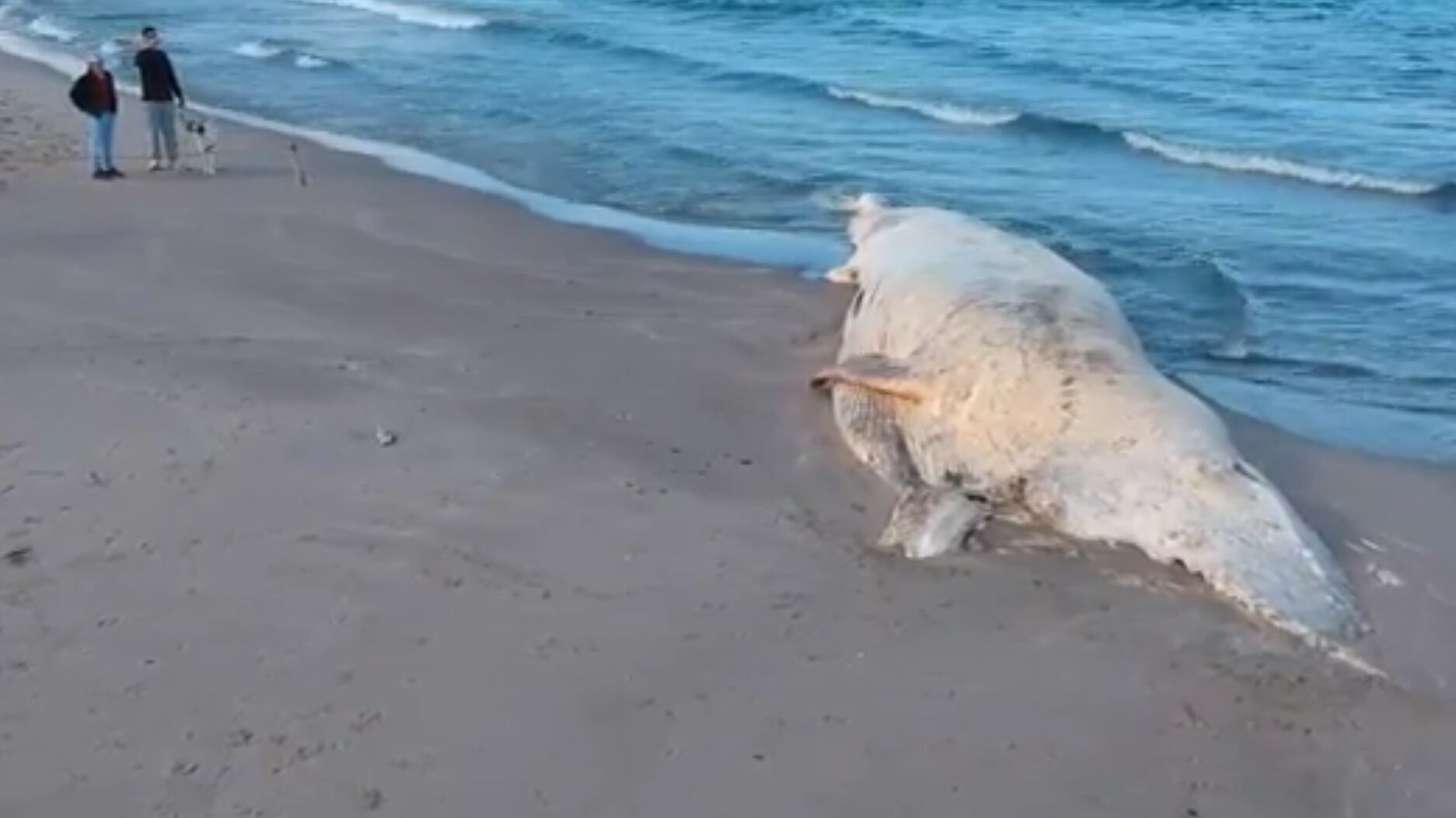Due mesi per rimuovere una balena spiaggiata: la follia della burocrazia sarda