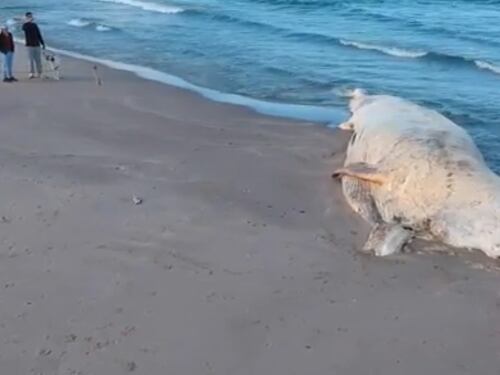 Due mesi per rimuovere una balena spiaggiata: la follia della burocrazia sarda