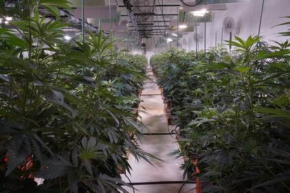 Un negozio di marijuana a Denver 4